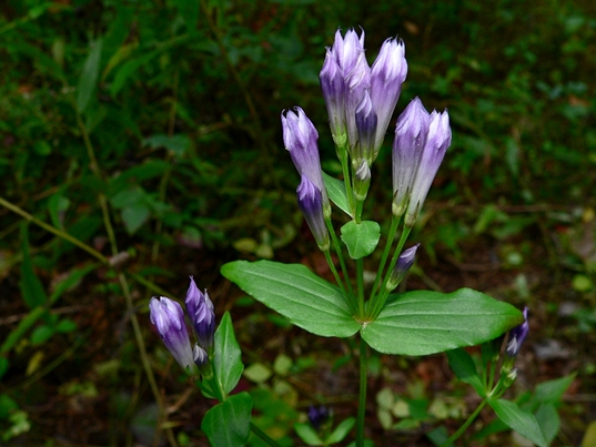 {Gentianella quinquefolia}